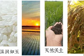 难辨真伪，五常大米为什么难买到真品？图片