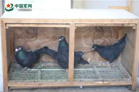 “兵鸽鸽自述”：揭秘全军唯一的一支军鸽部队（上）图片
