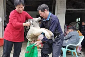 广东潮汕人过年必备年货！为选正宗狮头鹅，市民在鹅场通宵排队视频封面