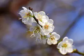 海上花语㉟|梅花：墙角数枝梅，凌寒独自开图片
