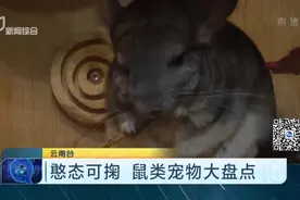 憨态可掬！鼠类宠物大盘点，龙猫叫猫就真的是猫？它们因此得名视频封面