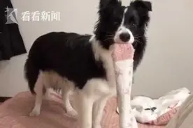 主人“瘫”在家边牧挑重担 网友：最佳月子助手图片