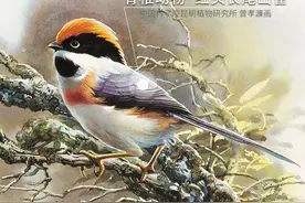 脊椎动物·红头长尾山雀：头戴小红帽 还有一撮“小胡须”图片