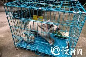 九龙坡滩子口捉获白狐，重庆动物园：狐狸不适合家养，更不要随便遗弃图片