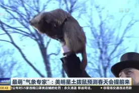 年度活动！最萌“气象专家”：美明星土拨鼠预测春天会提前来视频封面