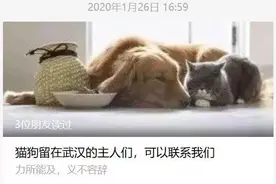 那些留守武汉的小动物还好吗？图片