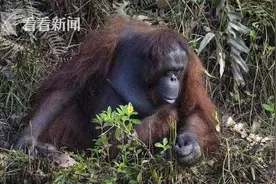 抓住我的手！误以为人类被困水中 善良猩猩伸出手提供帮助图片