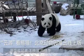 “云游”看熊猫！北京动物园推出线上版视频封面