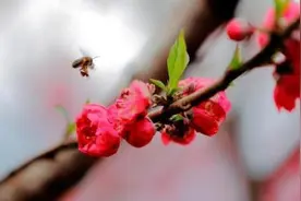 等春暖花开时，让我们更好地相聚图片