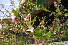宁夏彭阳：桃花绽放迎春来视频封面