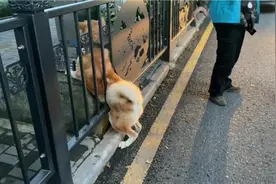 爆笑！柴犬长胖后钻护栏，结果……狗狗：感觉它在针对我图片