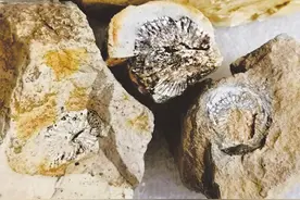 玉化的曲靖珊瑚化石图片
