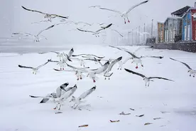 果然视频|风雪中的烟台一浴，沙滩变“雪原”，海鸥在空中飞翔视频封面