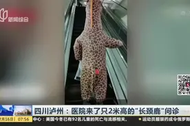 高达两米，憨态可掬！四川泸州医院来了只“长颈鹿”，要问诊？视频封面