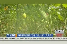 济南：从热销到滞销 万斤“圣女果”没人要视频封面