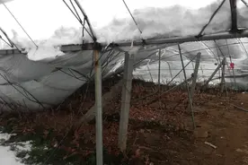 强降雪压塌大棚 山东平里院村初步统计损失百万元图片