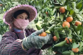 广西乐业县百坭村采摘50吨砂糖橘驰援黄冈图片