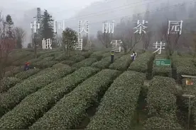 30秒丨四川峨眉山春茶采摘季 茶企承诺不压鲜叶价格视频封面