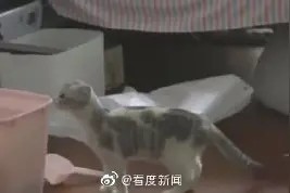武汉宠物救助已暂停上门喂食，呼吁同小区援助图片