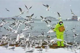 媒体看山东｜青岛组织专人投喂，鸥鸟有了饲养员图片