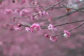 春暖花开  西子湖畔探梅正当时视频封面