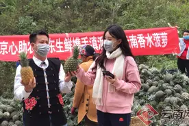 乡干部变“吃播”直播2小时销售河口香水菠萝13.5吨图片