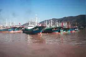 大船出海了，浙江日增数千吨东海海鲜，眼下梅鱼、小黄鱼味道最赞图片