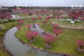 上海：疫情不掩芳华 春暖梅开如画视频封面