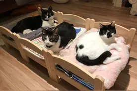 猫奴的快乐就是这么朴实　波浪式噜猫法1打5根本炫富图片