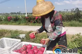 儋州大成镇1200亩火龙果基地复工 招本地员工300余名图片