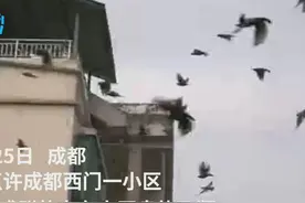 30秒｜壮观！成都一小区 成群鸟儿盘旋飞舞视频封面