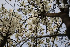 春暖时节玉兰花开视频封面