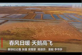 春风日暖 天鹅高飞视频封面