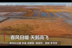 春风日暖 天鹅高飞视频封面