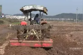 水稻、柚子、葡萄架...义乌开启“春忙”模式！图片
