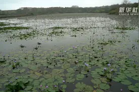海口花农鲜花滞销 爱心人士帮解燃眉之急视频封面
