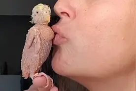 虎皮鹦鹉全身不长羽毛 像被扒光羽毛的小鸡 背后原因让网友愤怒图片