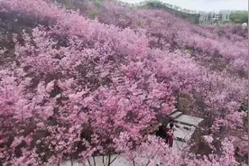 福建清流樱花海迎来最佳观赏期视频封面