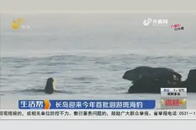 长岛迎来2020年首批洄游斑海豹视频封面