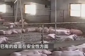 30秒丨哈尔滨兽医研究所创制一株非洲猪瘟疫苗视频封面