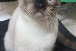 蓝眼美猫晒黑　秒变黑脸帅弟图片