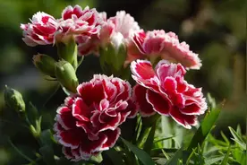 海上花语㊵|康乃馨：母爱之花，寸草春晖图片