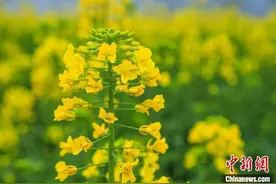 四川古蔺油菜花开春色满园 苗族同胞踏青赏花图片