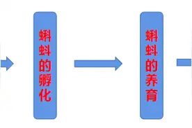 2020，一位青蛙养殖户的独白图片