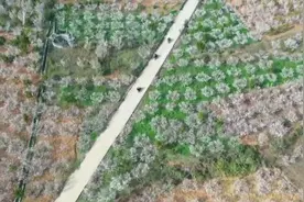 春回大地，贵州万亩樱桃花俏开枝头视频封面