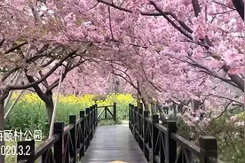 一起“云赏樱”，让粉嫩的春意点亮心情图片