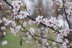 湖南麻阳：春风来 李花开视频封面