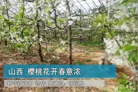 山西：樱桃花开春意浓视频封面