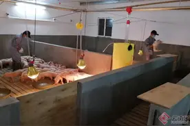 云南红河县：“扶贫猪”出栏 贫困户收益图片