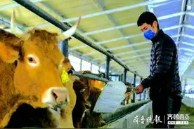 济宁小伙醉心养牛把牛犊当宠物，当初父母曾反对他学兽医图片